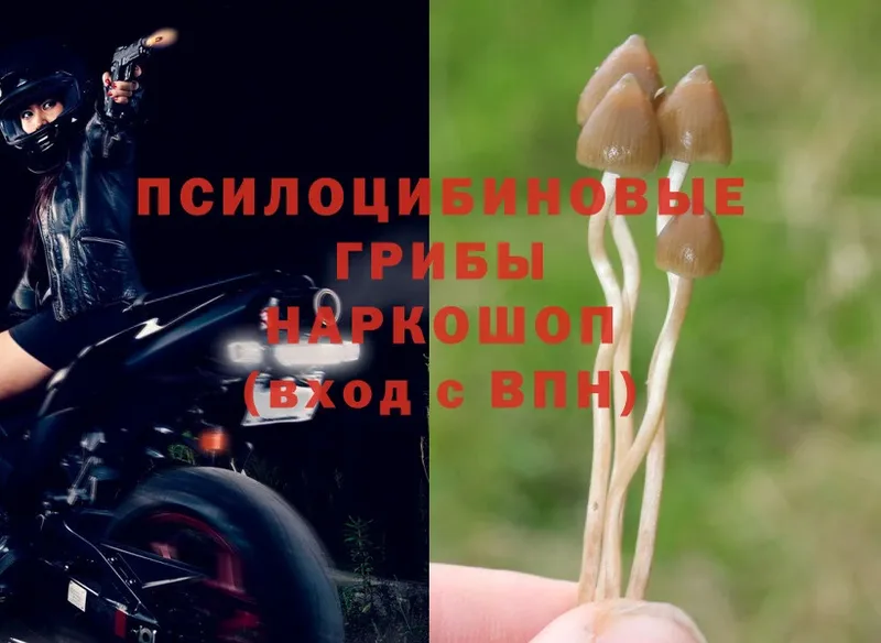 это наркотические препараты  Анадырь  Псилоцибиновые грибы Magic Shrooms  где купить наркоту 